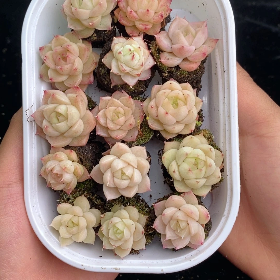 2-56 新疆西藏内蒙不发其他一单包邮两到三公分多肉