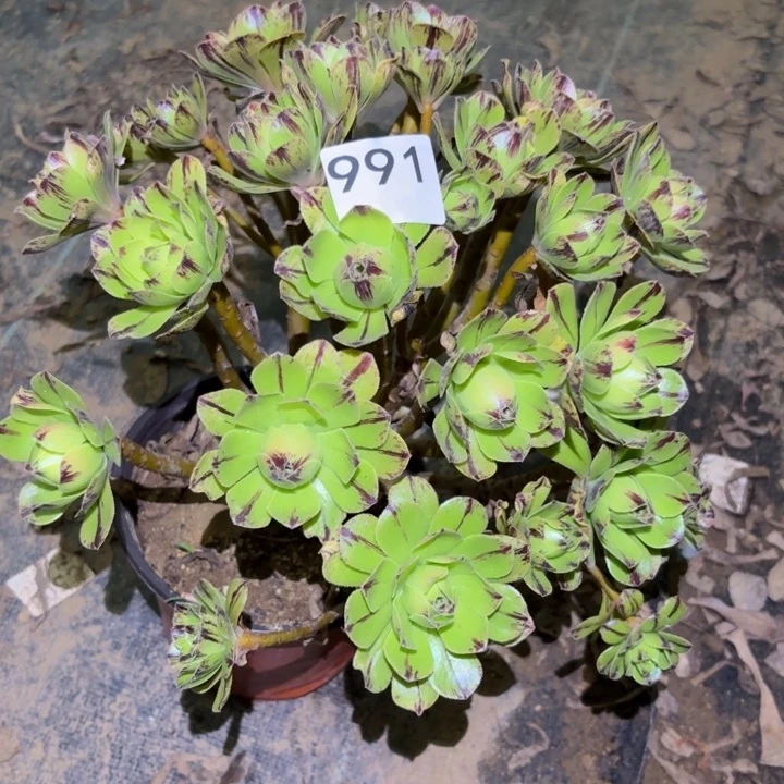 碧火多肉植物不包损991杆不直