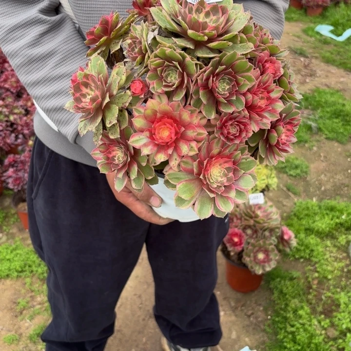 阳***3瑞妈多肉园艺691黑膜锦