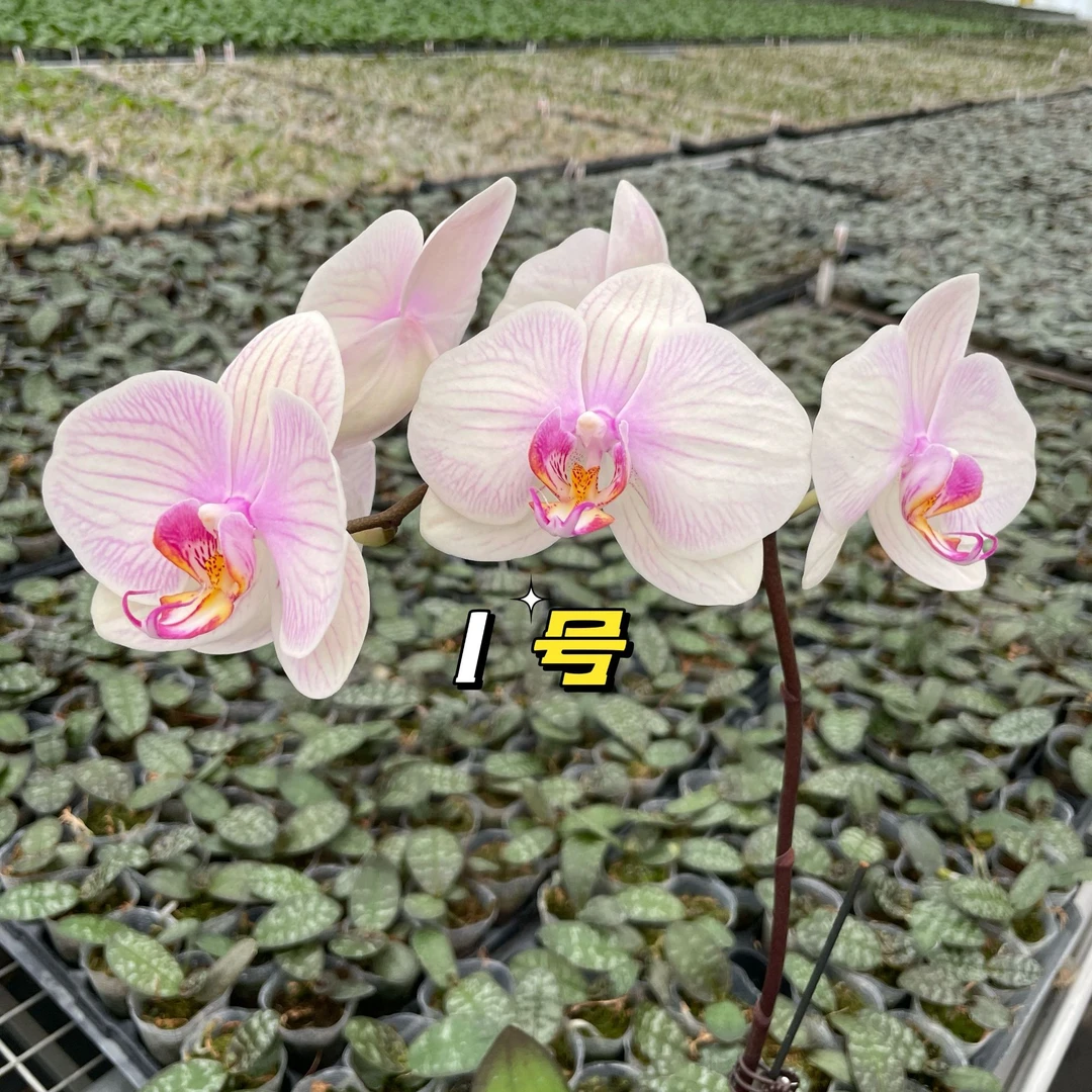 自研新品种 蝴蝶兰 3-5个花朵 追求长须款勿拍！！下单备注品种编码