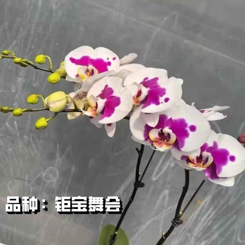 钜宝舞会3.0寸爆根苗壮苗蝴蝶兰苗好养活白花红心网红蝴蝶兰盆栽