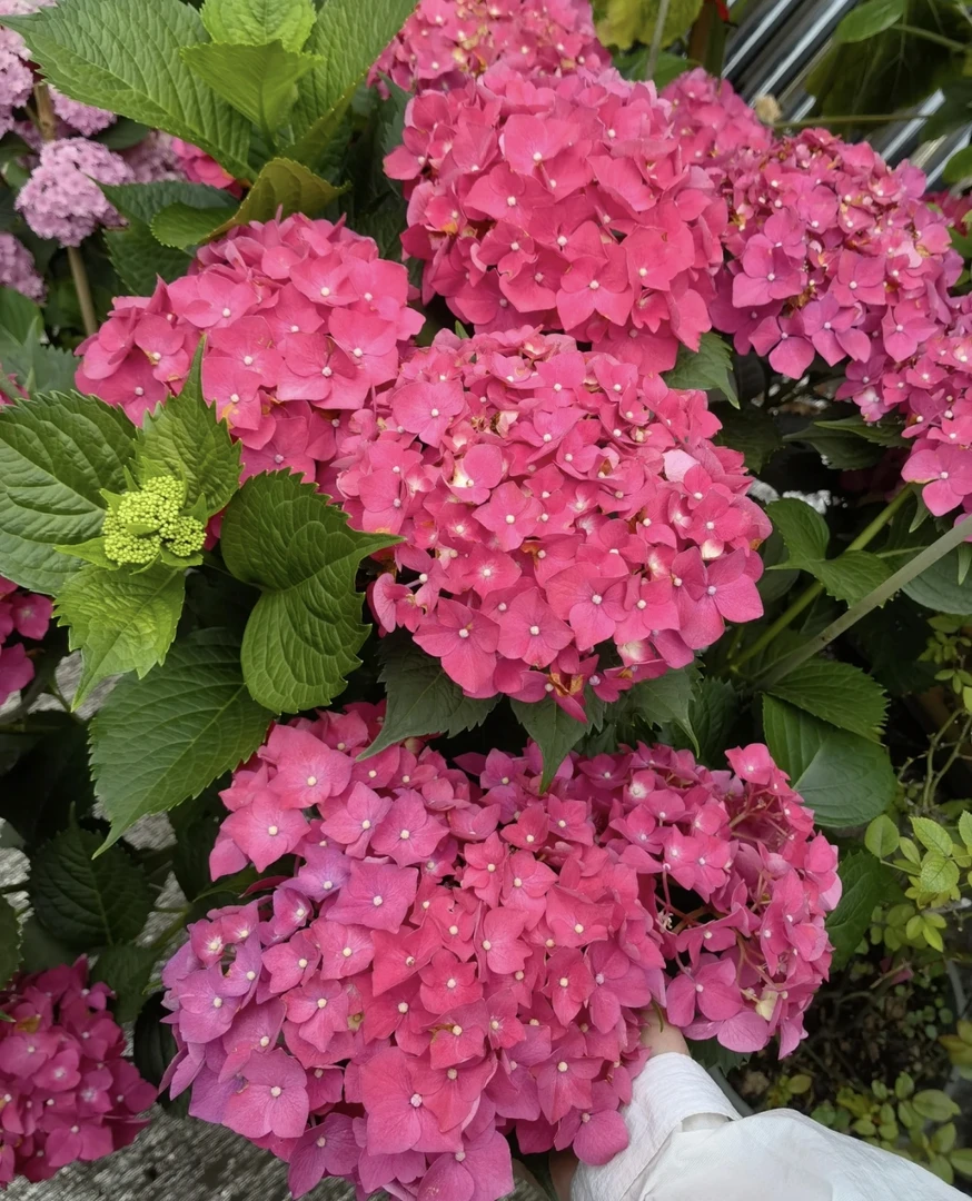 2加仑盆【绣球玫红妈妈】云南基地直发带花苞发货大花玫红色庭院