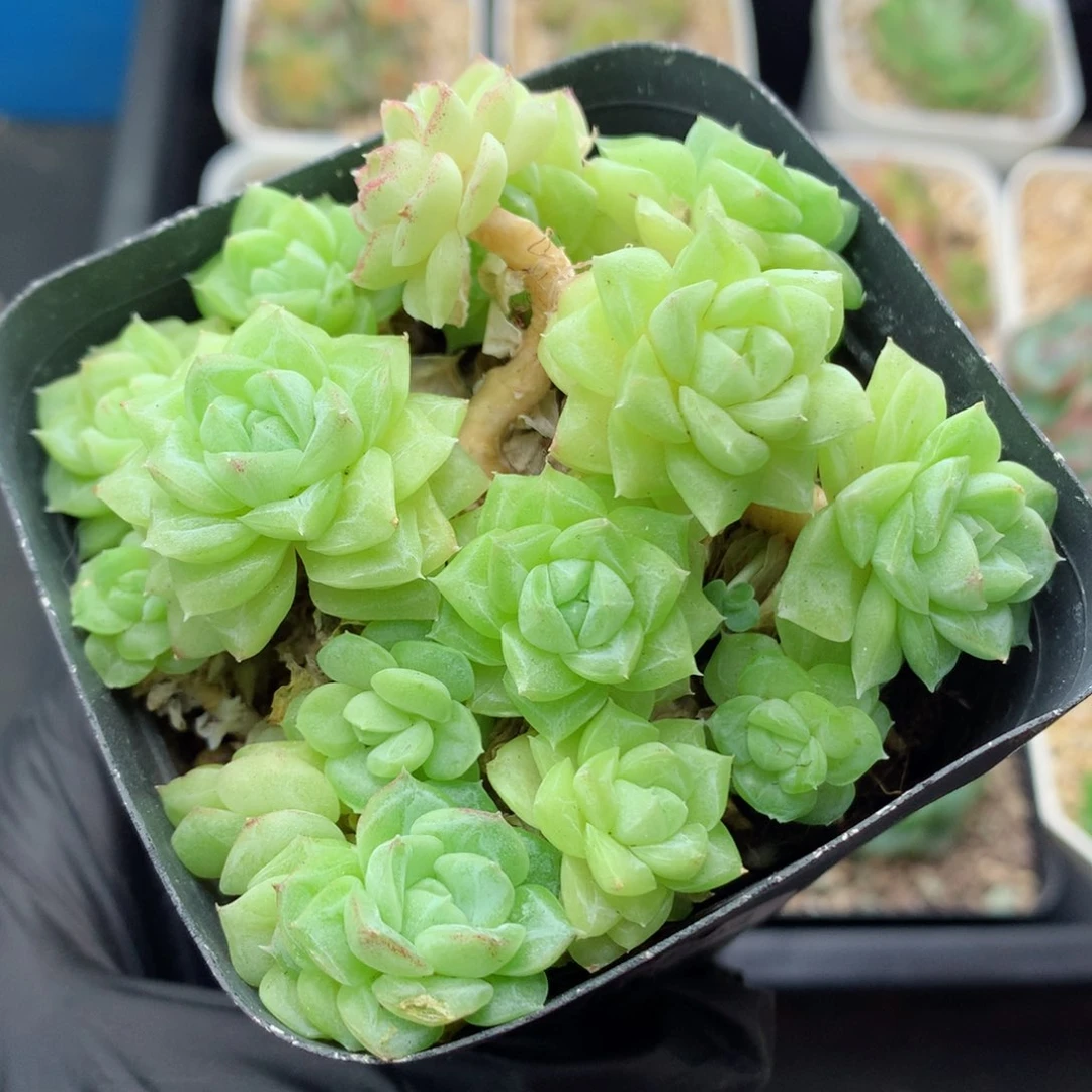 58包邮  群生不包整白天鹅64