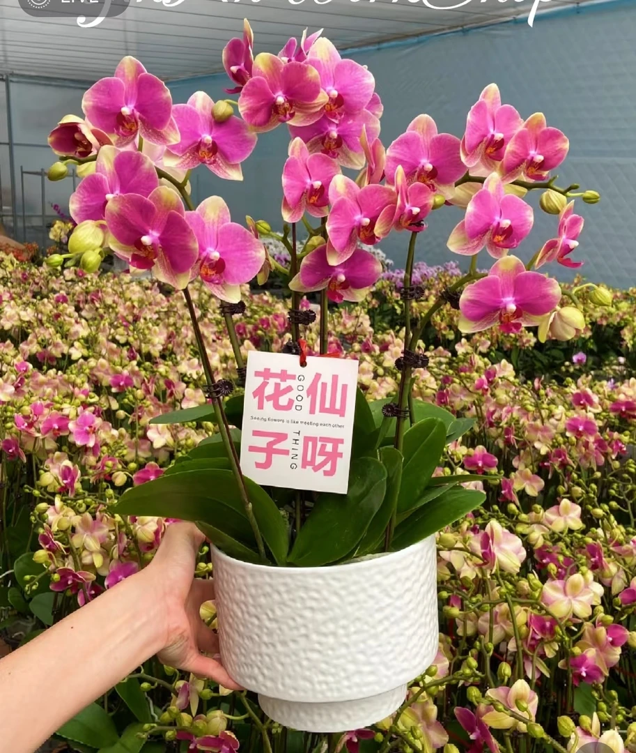 带剑《多彩蜜桃》2.8寸蝴蝶兰，高级彩色系蝴蝶兰，苗情很好