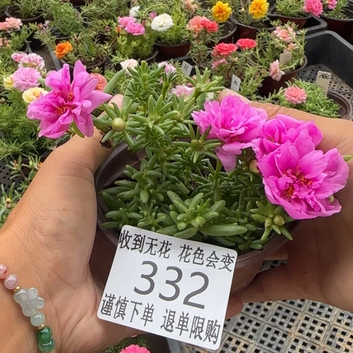 无花朵332超小苗盆口10cm