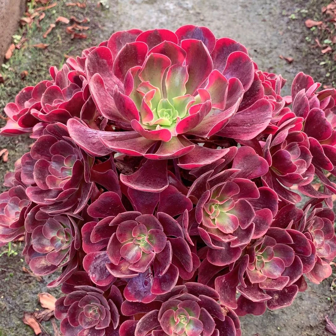 爱神捧花，多肉植物