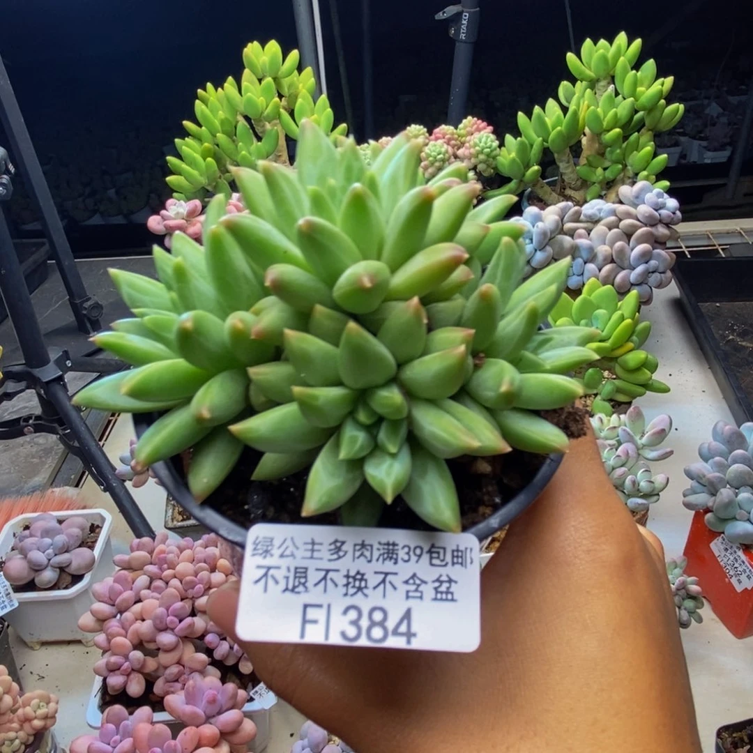 384幻影美人多肉8cm