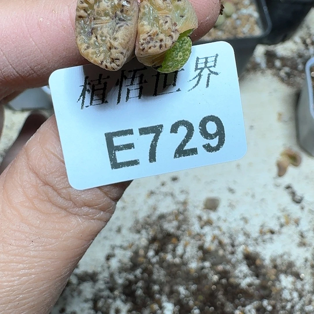 729号多肉植物哇c g