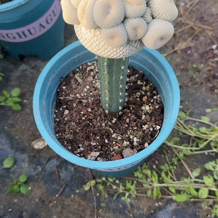 小***梅嫁接小人帽一个脱土发货