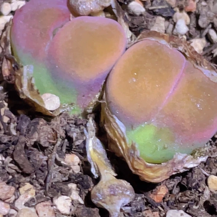 4666655888888558668655