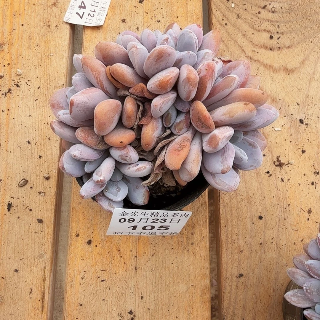 S***麻0923-105粉兔小缀化