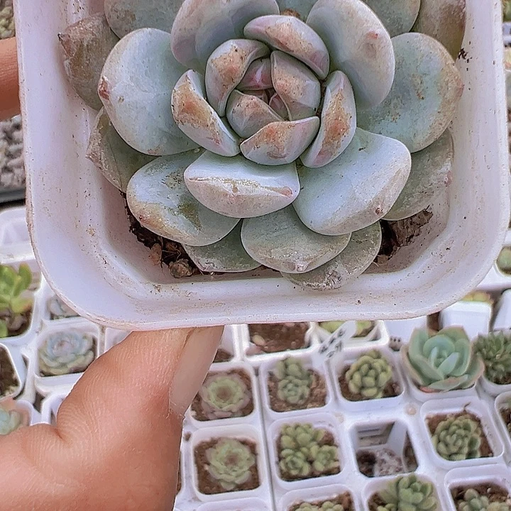 橙梦露单头19包邮