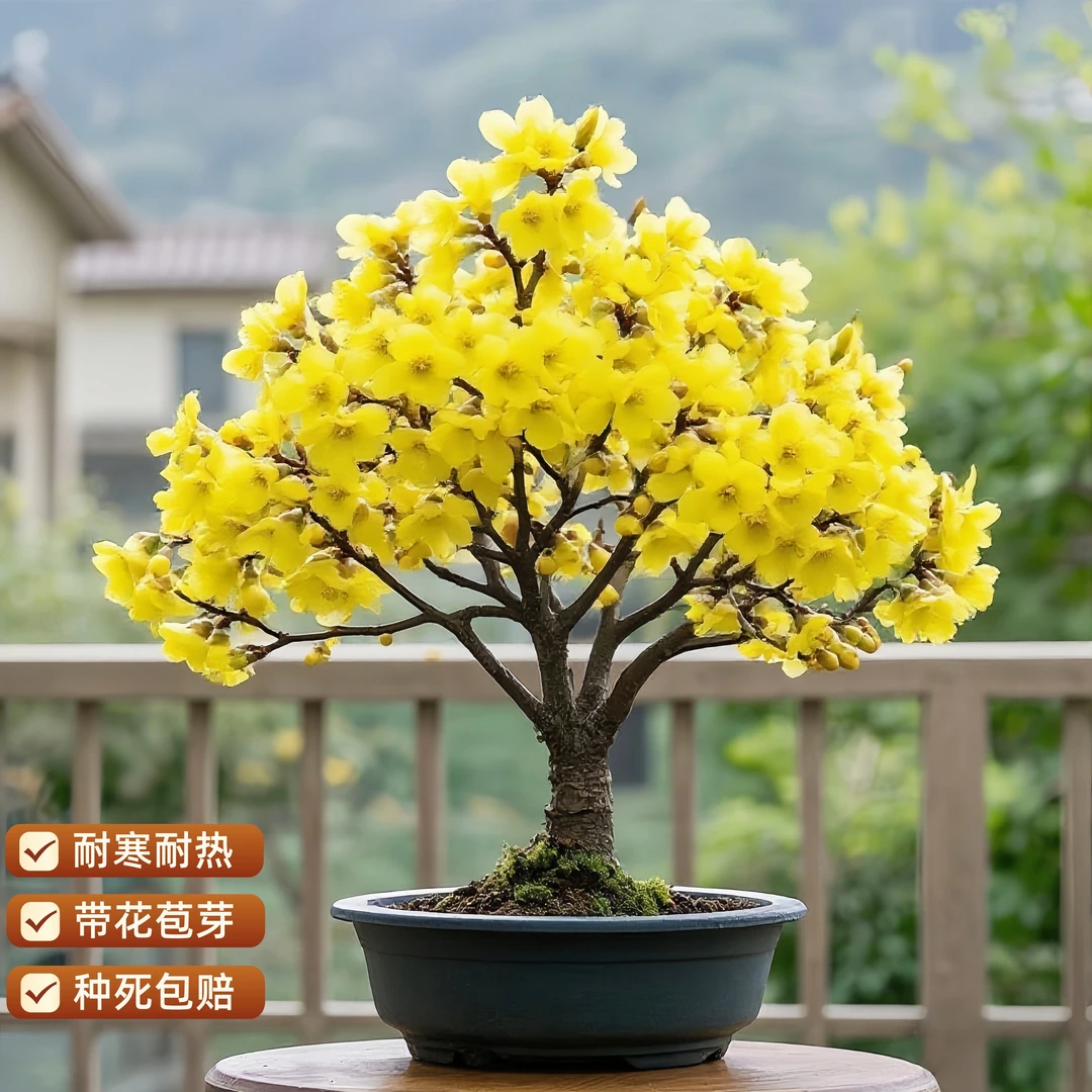 带花苞浓香耐寒腊梅30天开爆满香梅花地栽盆栽树苗四季开花卉植物