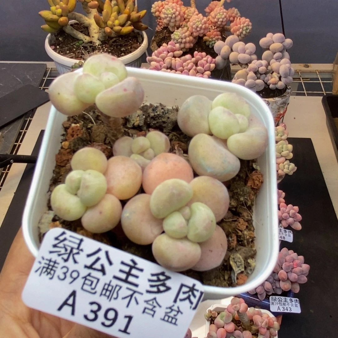 391萤火虫多肉5cm