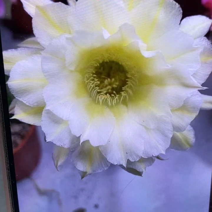香香59号和金刚黄白6-7公分左右微瑕