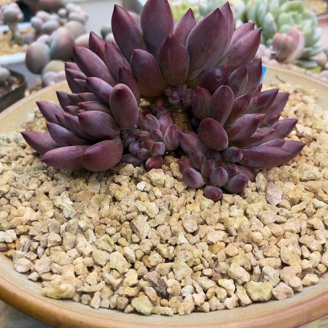 T****?多肉漂亮不退不换