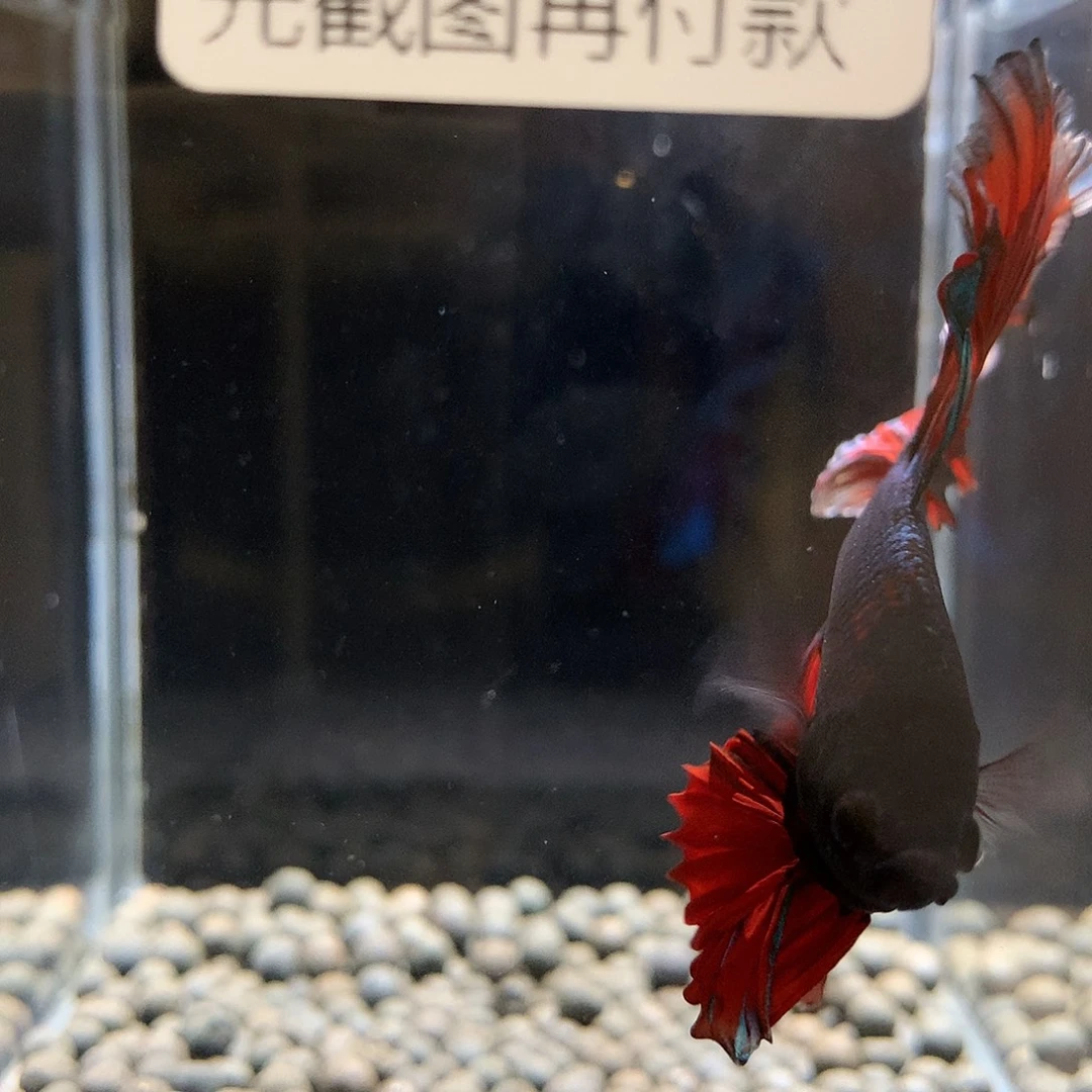 *****斗鱼七弟泰国斗鱼38