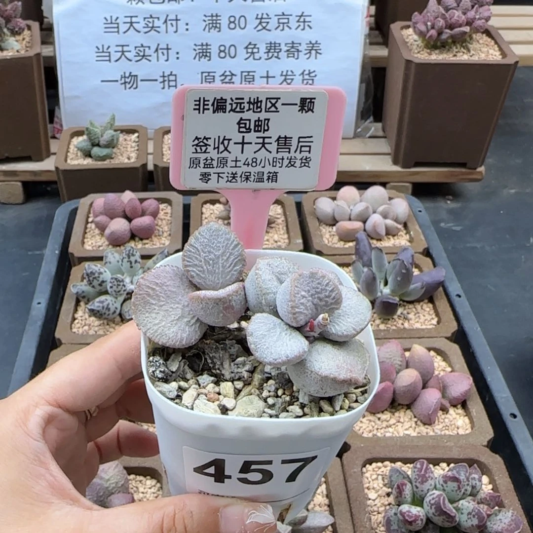 457圣姬多肉植物