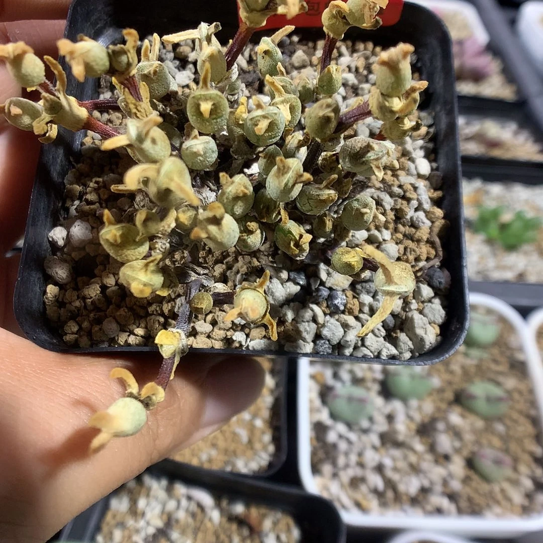 8-16-26 冰糕一群特25