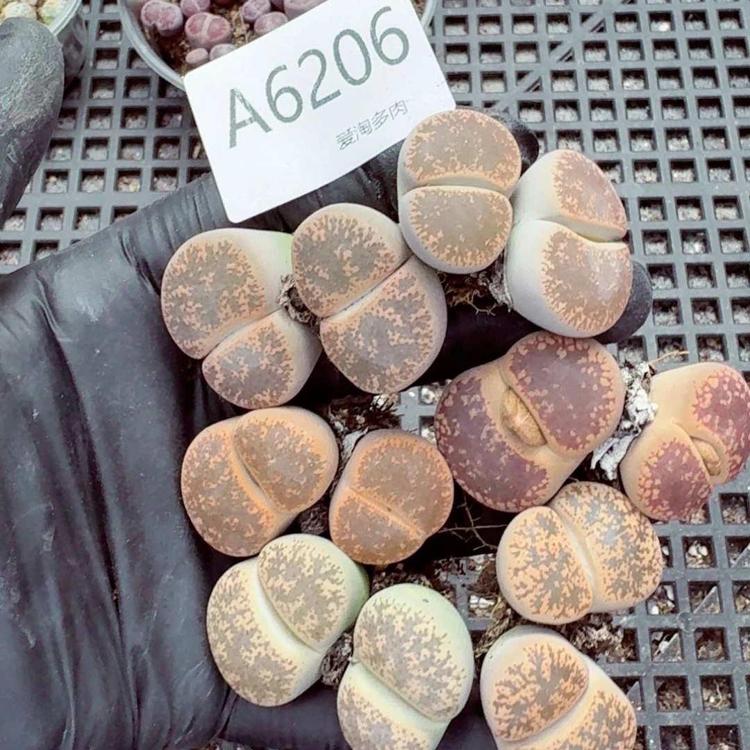6206—生石花 生石花