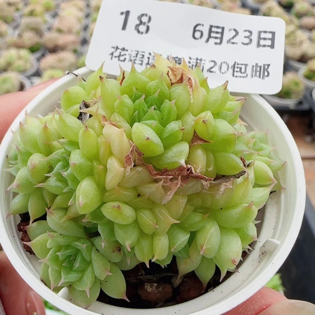 花语逸镜0623-18散麦秆