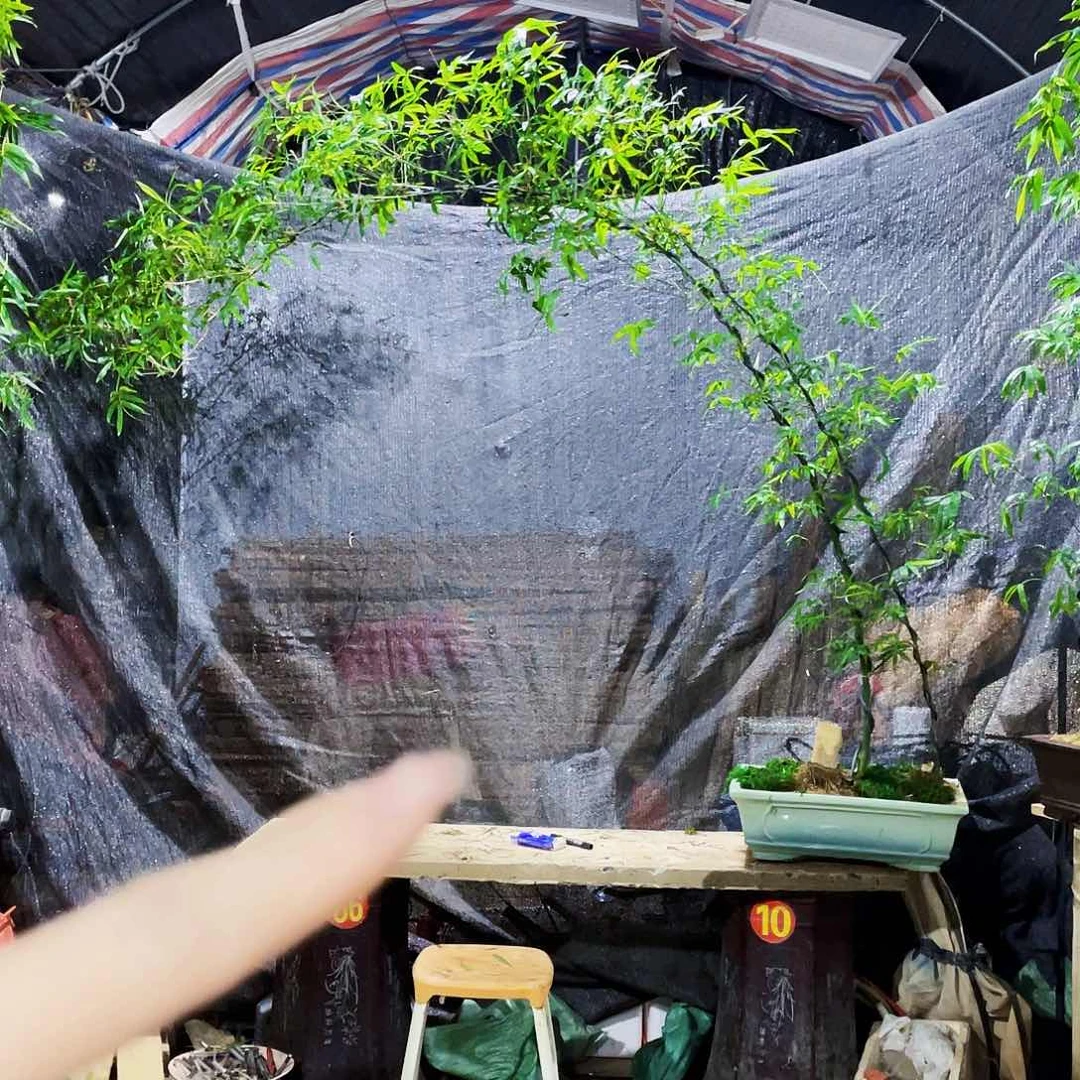 无花朵逍****龙小叶簕竹熟桩陶瓷盆一物一拍