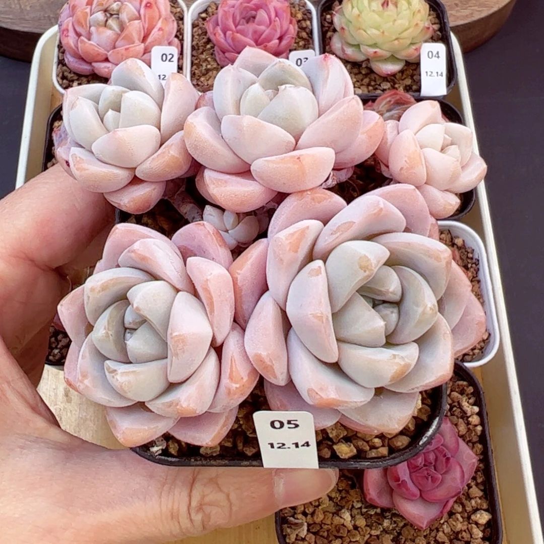 好好看05、哈哈哈哈