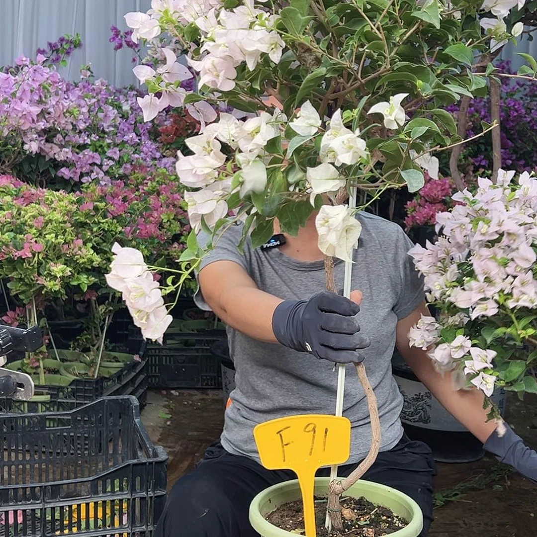 明***！大部分花苞少量开放F91苹果花
