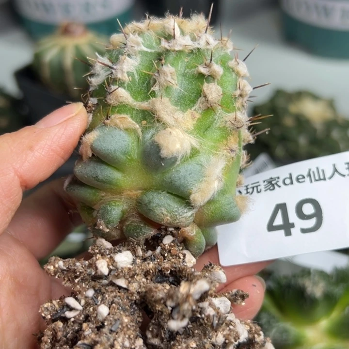 49 脱土带根发货