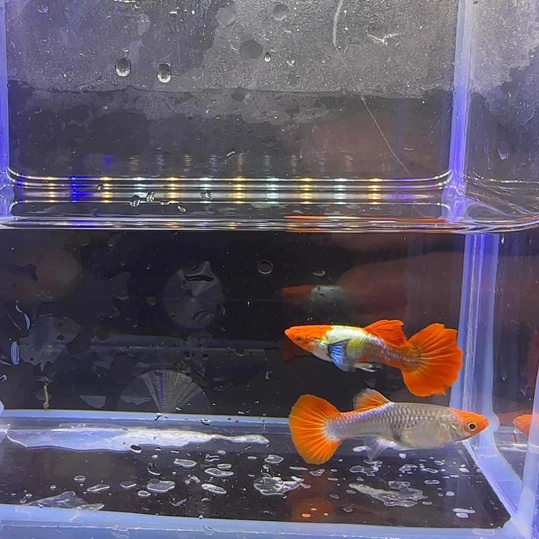 孔雀鱼红头白金象耳一对
