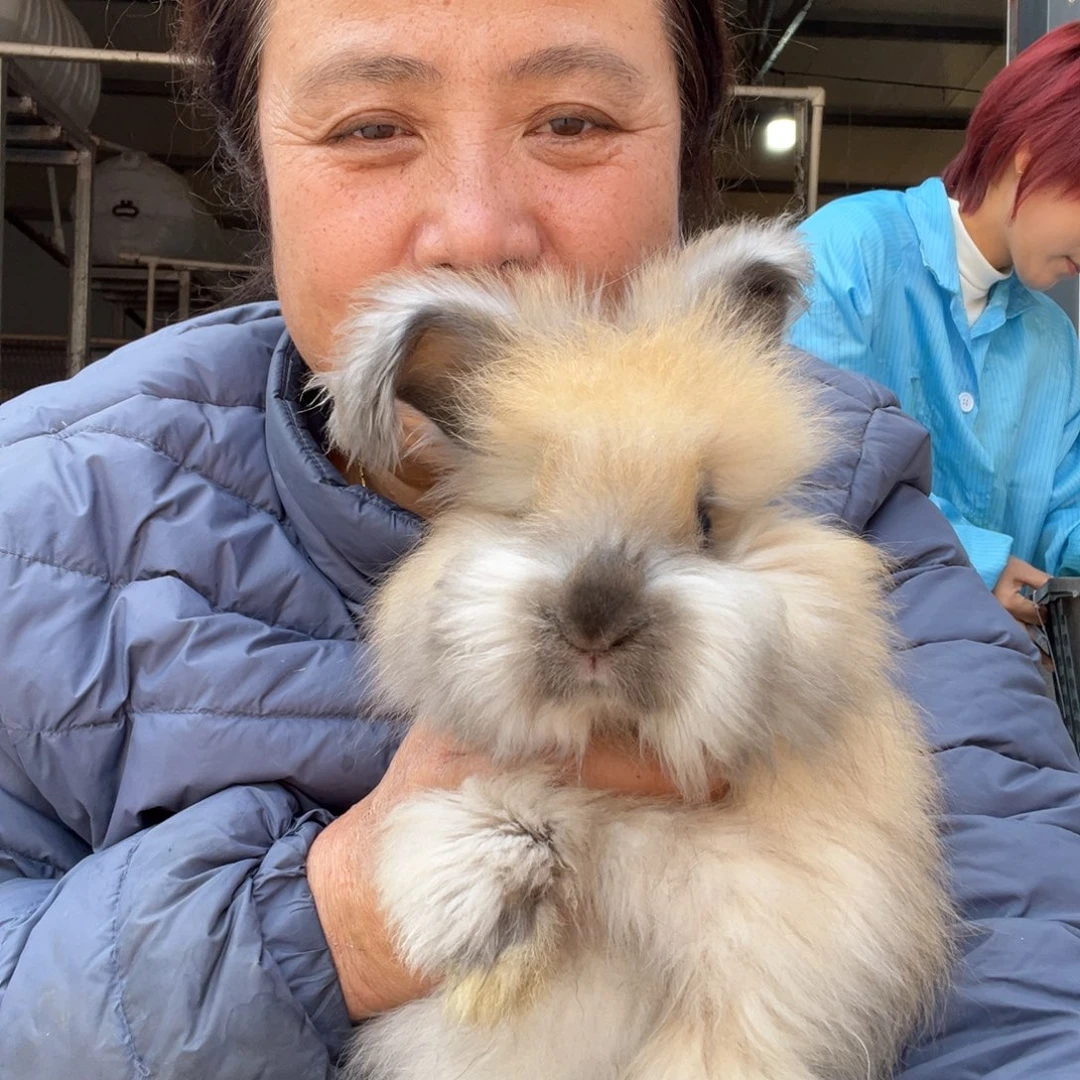 花***王双血统英系安哥拉兔子
