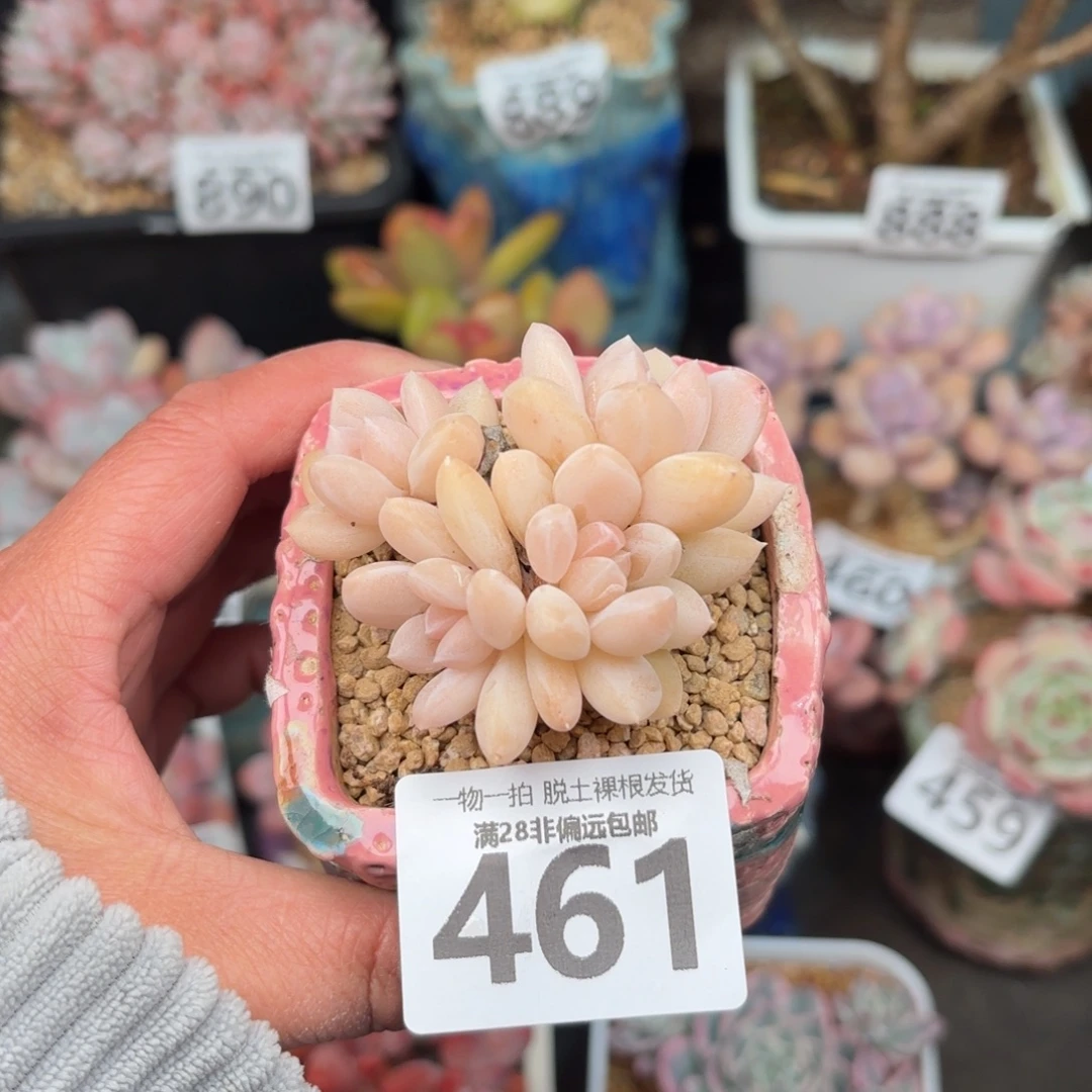 阮玲玉无盆土发货