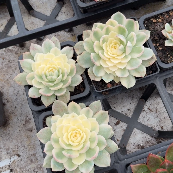 韩水晶锦一刻的锦价格