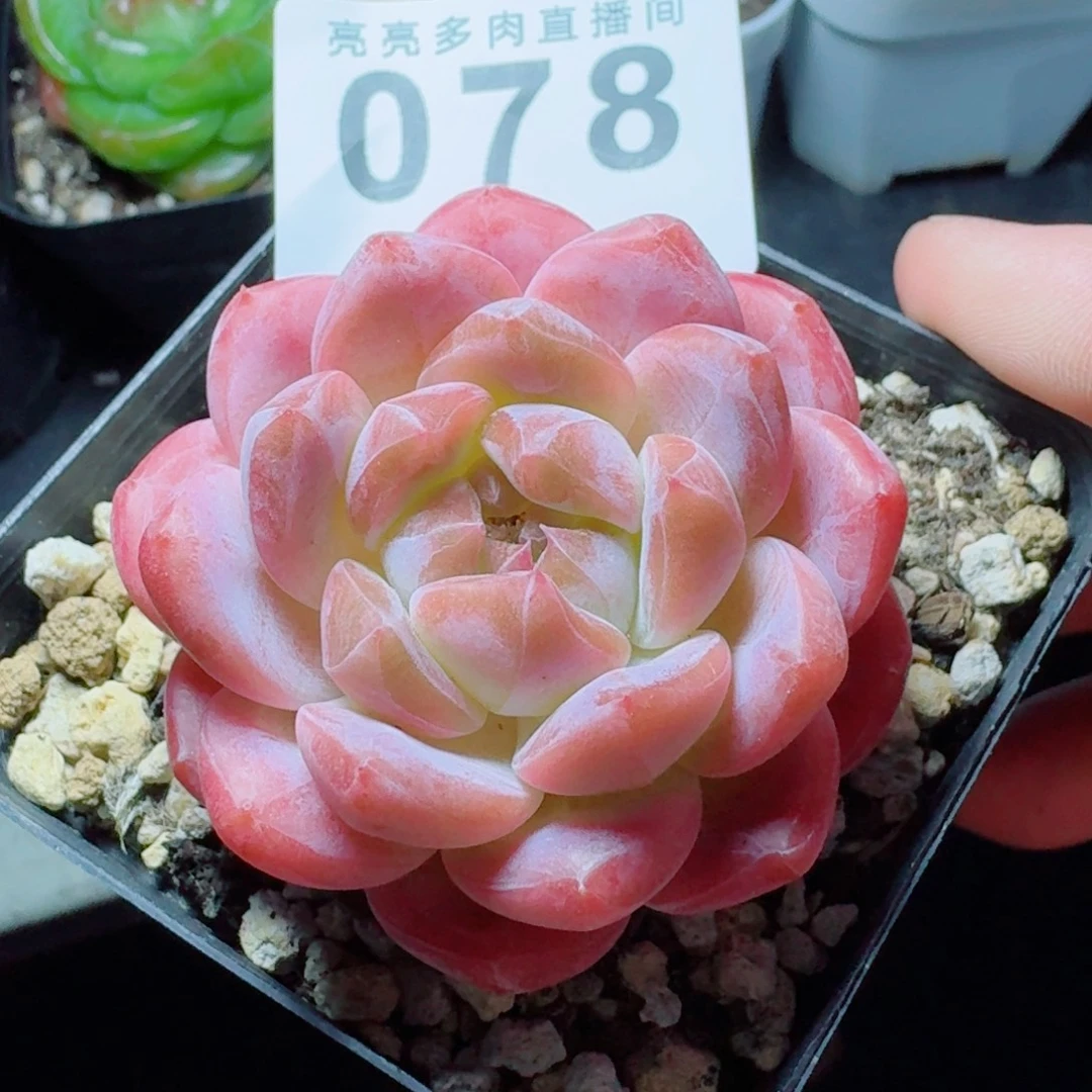 黛玉冰魄            精美多肉植物