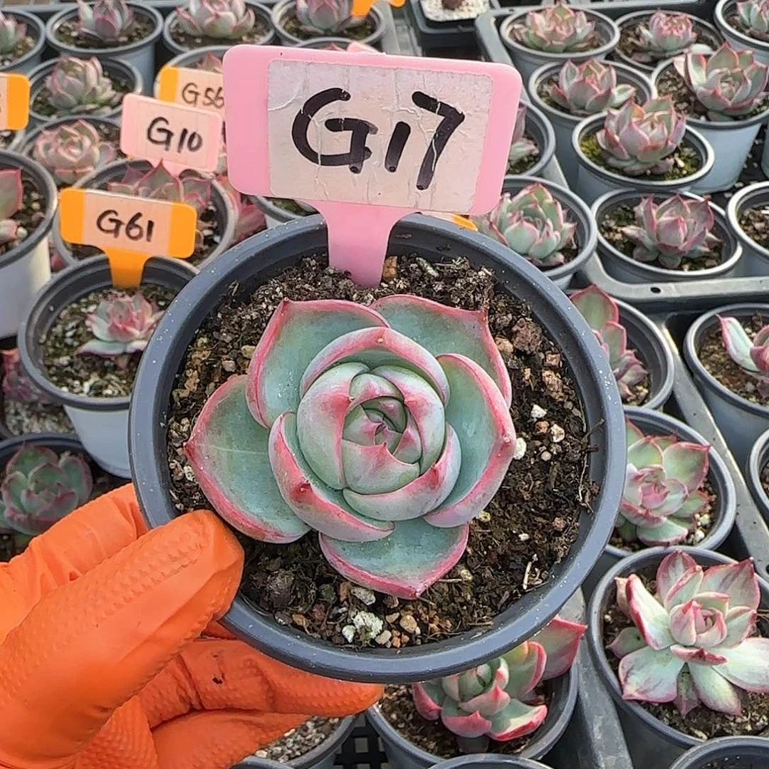 熊***毛G17惊鸿单头多肉