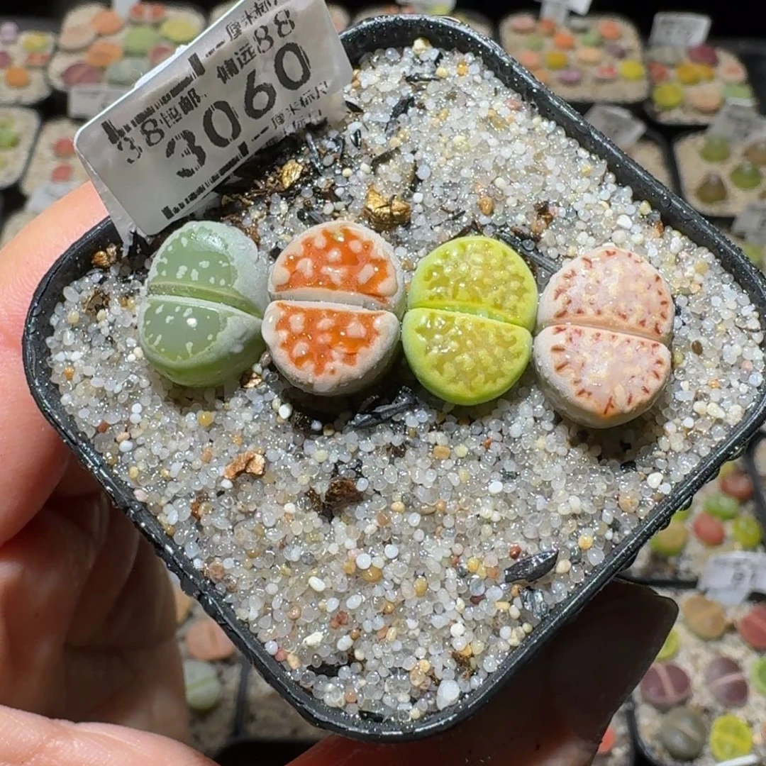 高品质生石花清清，3060