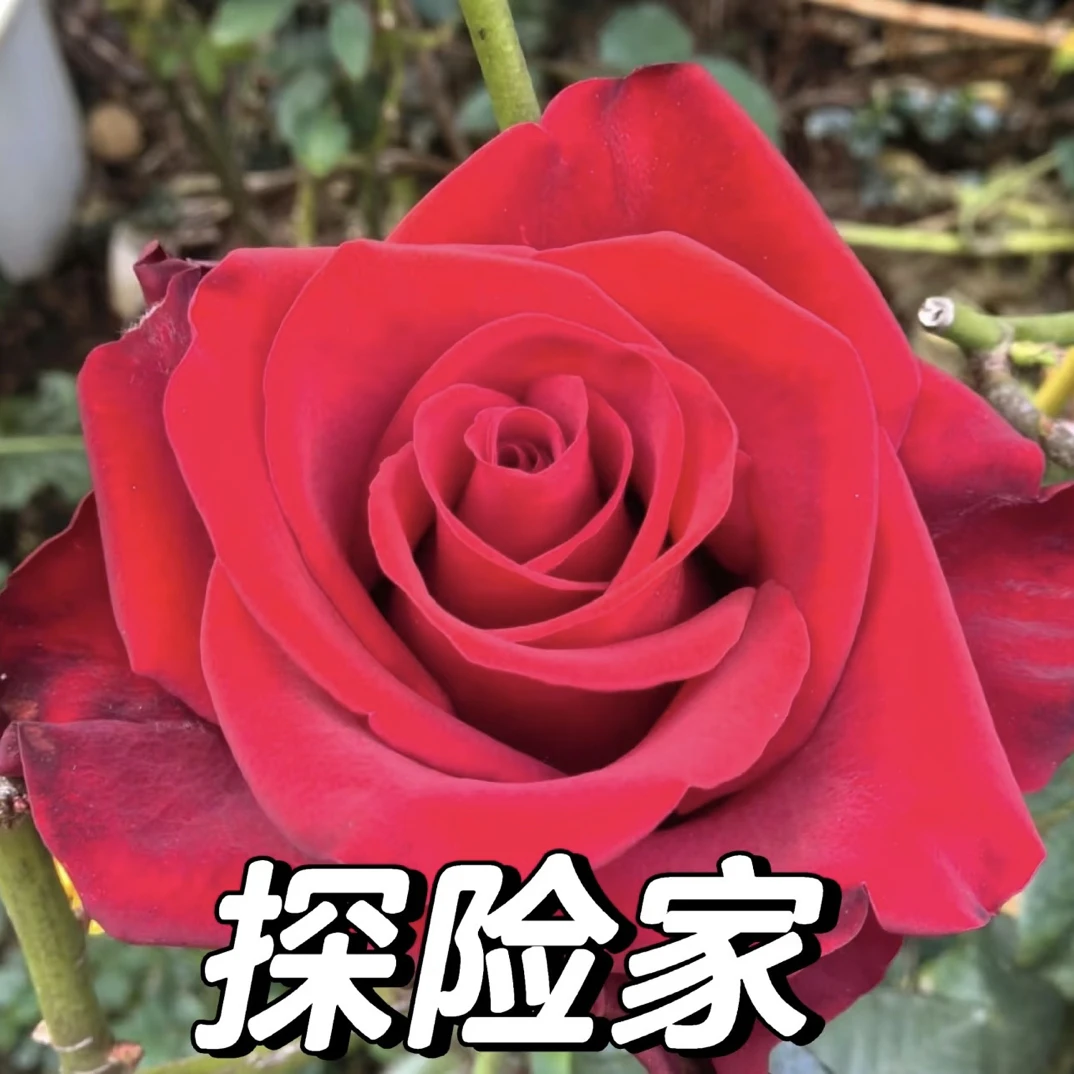 【探险家】新品盆栽直立切花 耐开 抗病 耐晒 耐寒 多季开花灌木