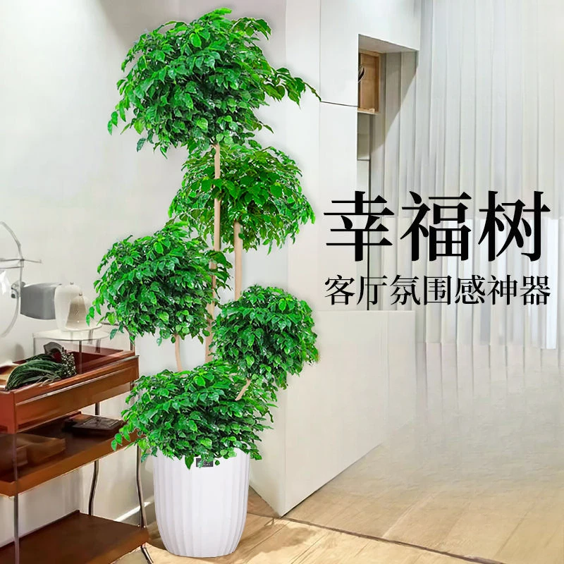 幸福树盆栽室内客厅大型绿植绿宝吸甲醛办公室四季常绿好养年宵花