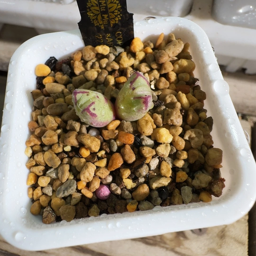 啥***啊多肉植物福利肉锥1115