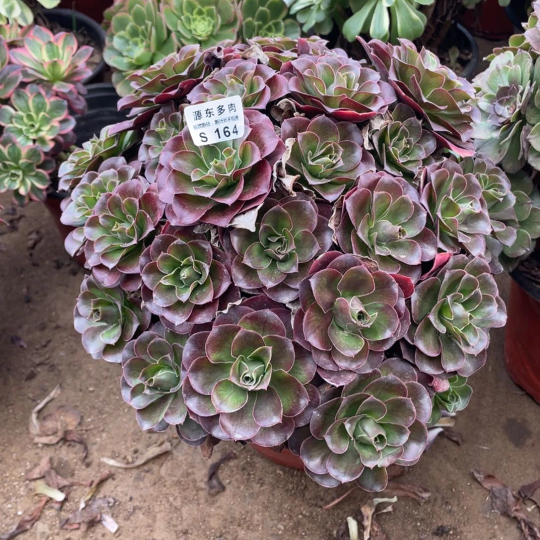 164魅金玫瑰多肉法师断枝不包