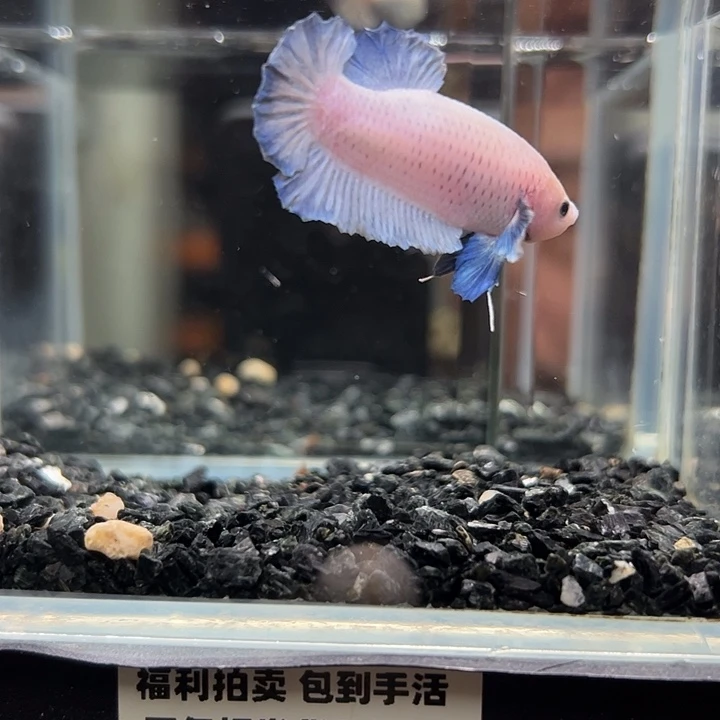 斗鱼跑单拉黑4日41