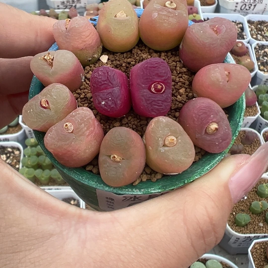 052毛汉尼裸根发货