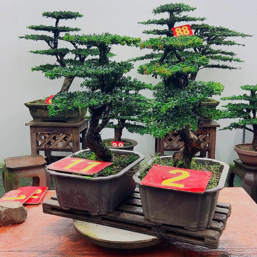 不开花植物罗汉松