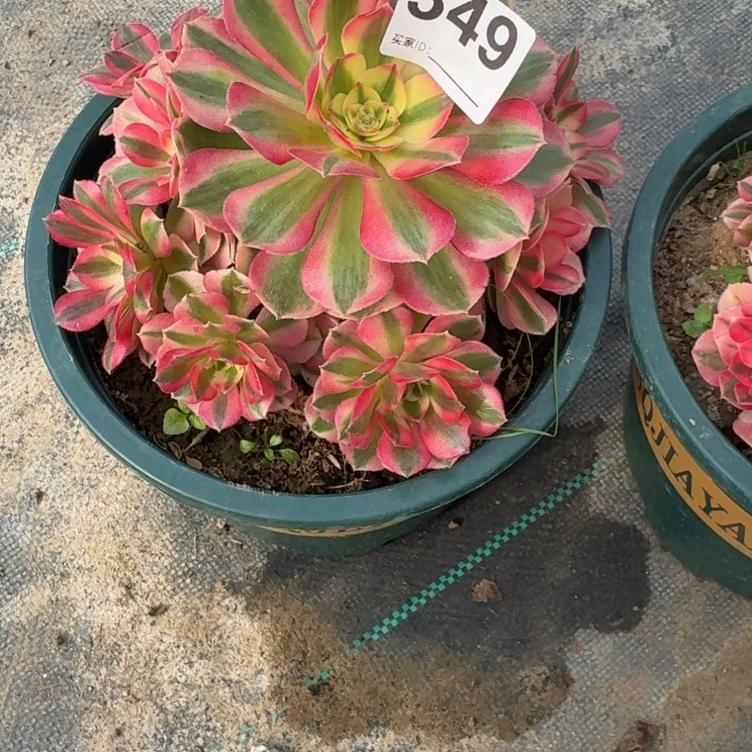 倾城多肉植物老庄349