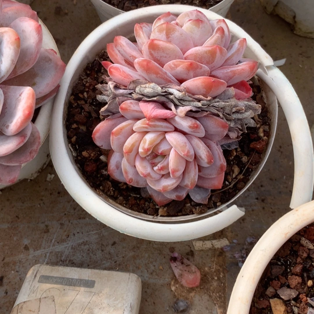 无花朵哈哈哈哈哈哈哈哈52