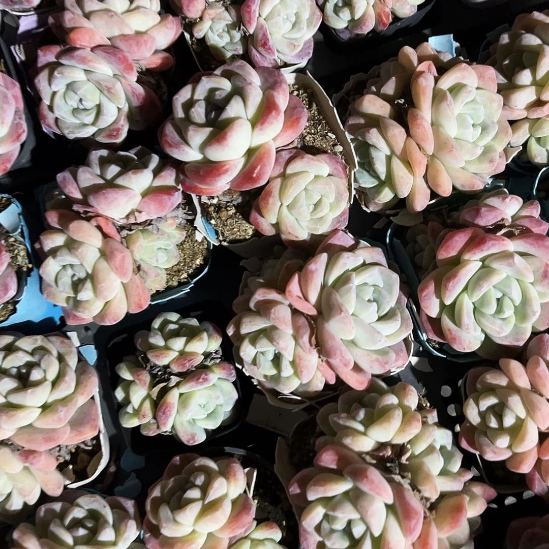 姬***君130多肉植物提取萃取剂中