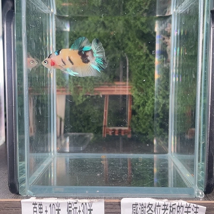 斗鱼活体不退不换谢谢