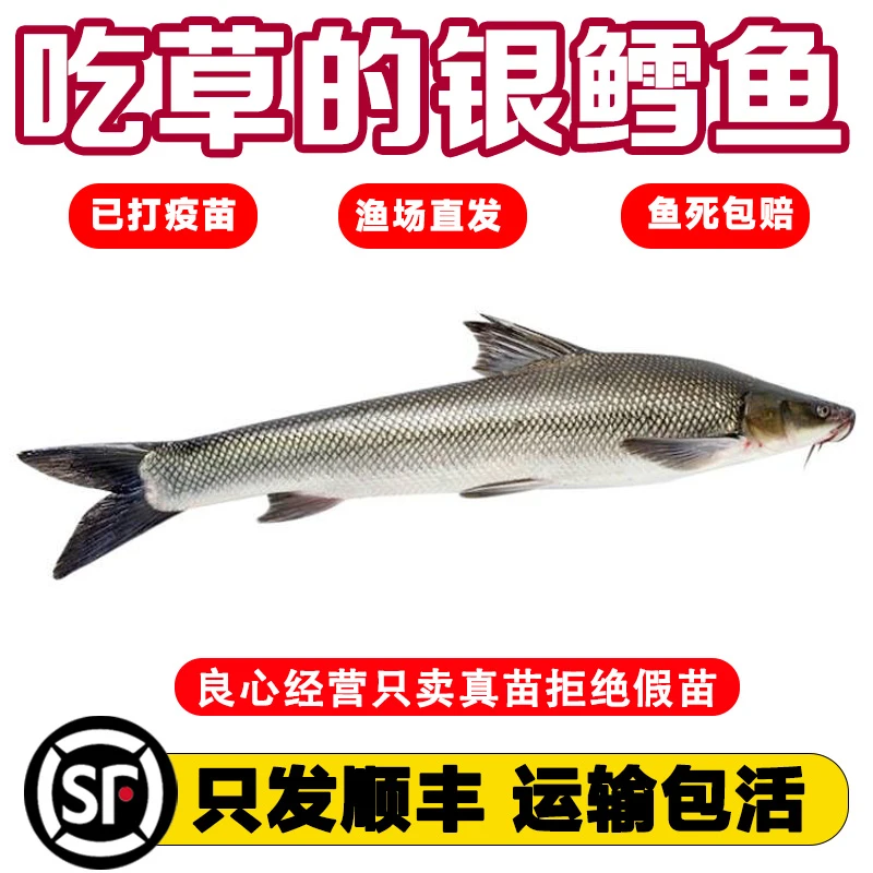 【顺丰包邮】食草银鳕鱼苗淡水养殖食用大鳞肥银雪活鱼苗本地批发