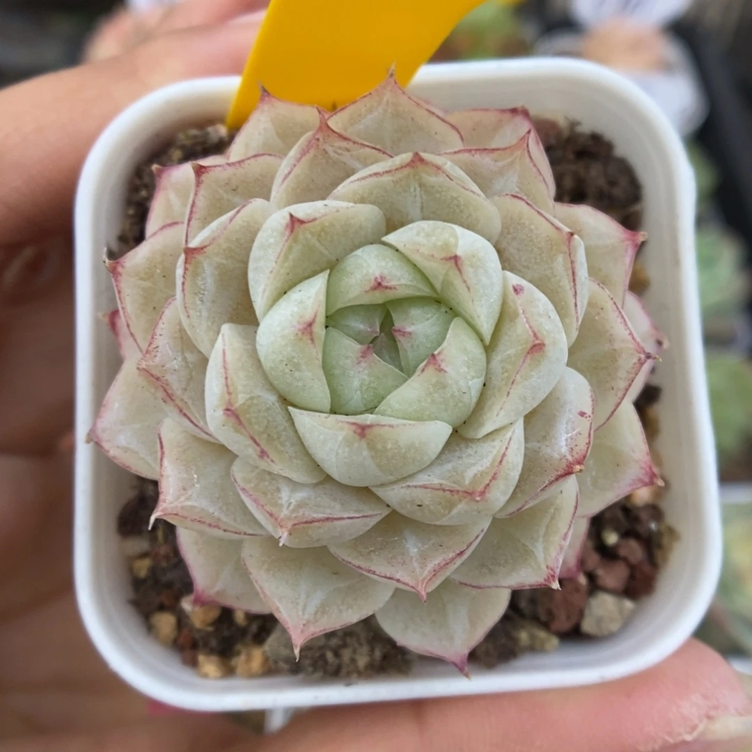 女王玫瑰可拍1042号