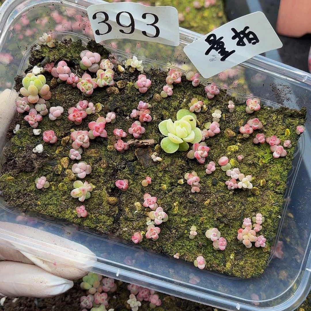 多肉植物多肉植物393量拍